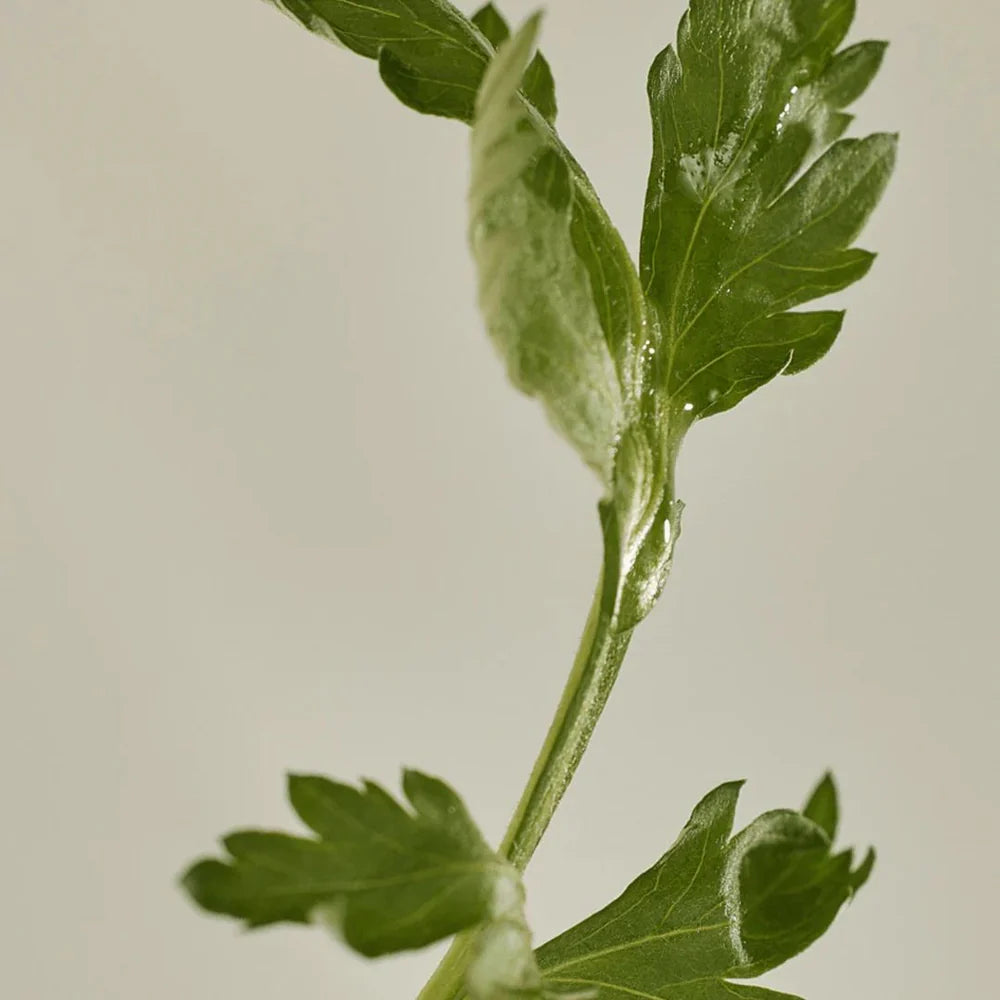 BEAUTY OF JOSEON - MATTE SUN STICK MUGWORT + CAMELIA