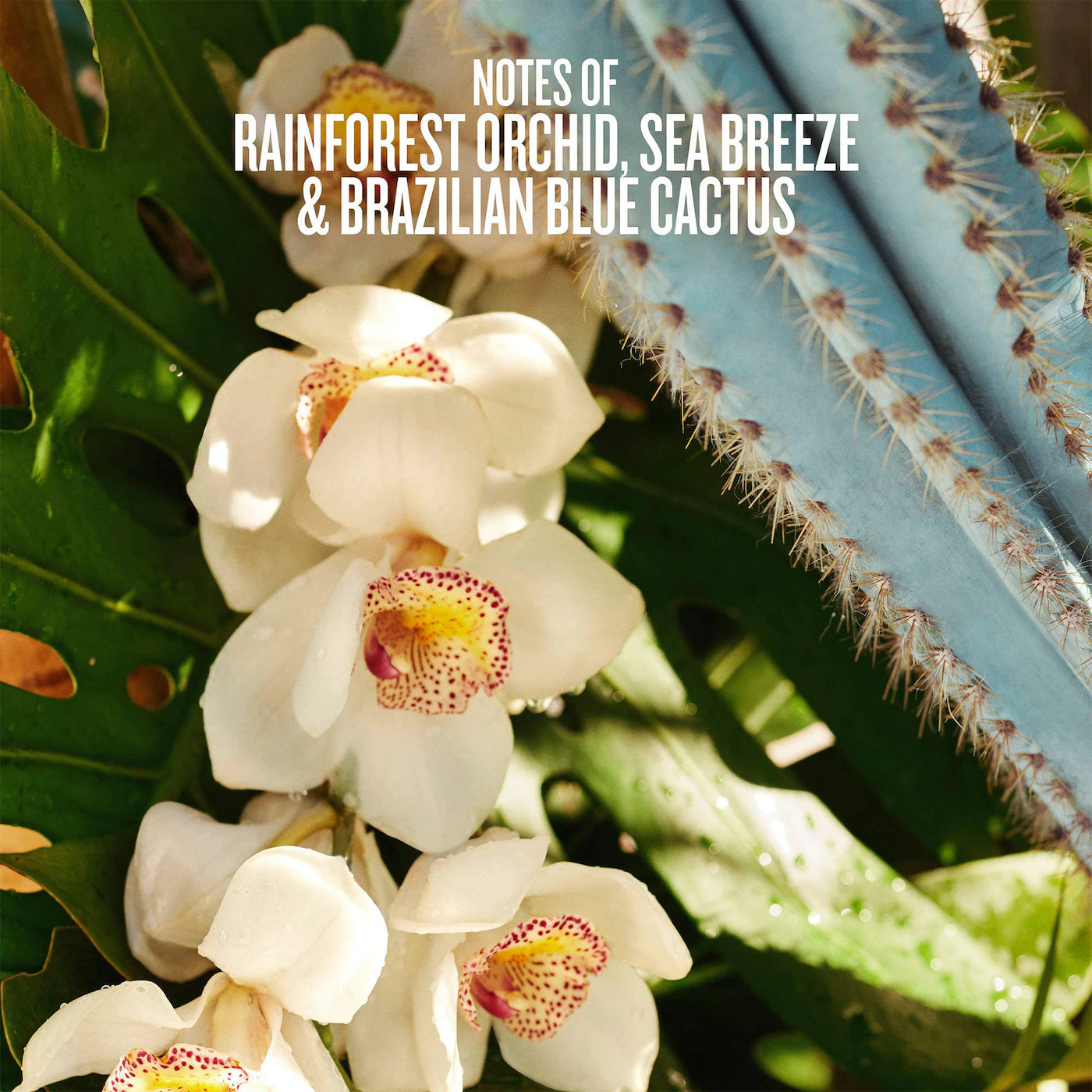 Sol de Janeiro - Refresco Paraíso Hair & Body Perfume Mist | 90 mL